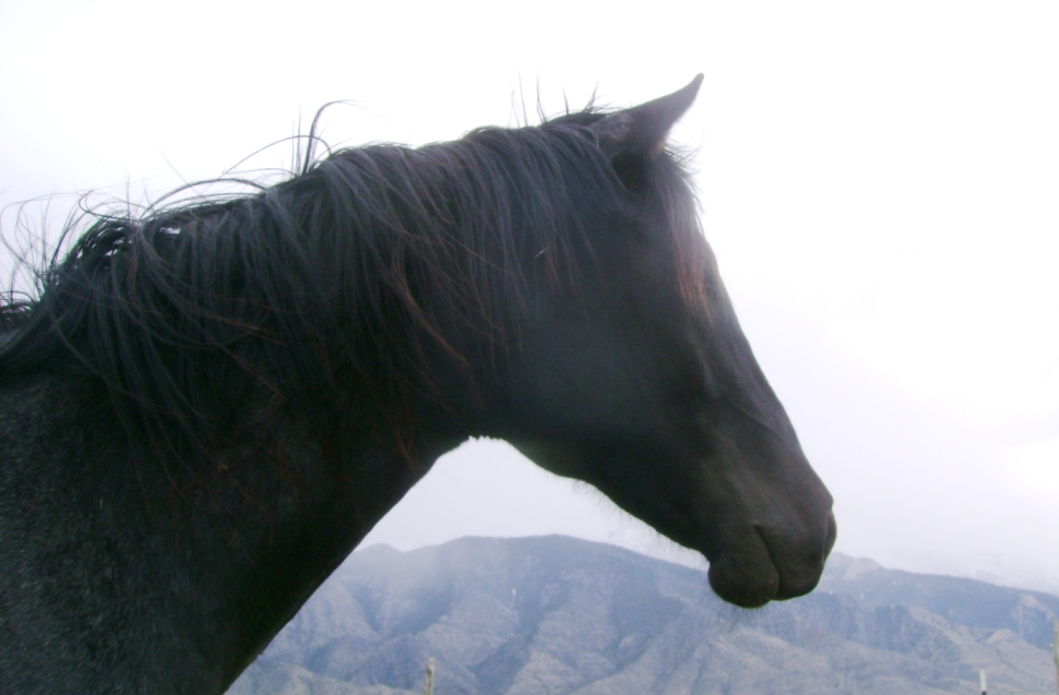 Blue Roan Hancock Filly