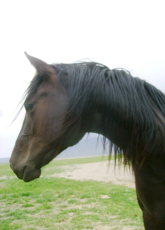 Brown AQHA Mare in Idaho