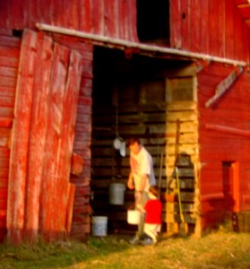 Cowboy Dad Feeding Calves