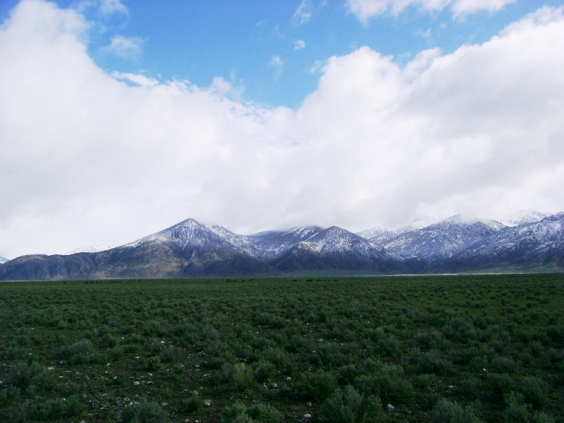 Cattle Roundup in the Mountains