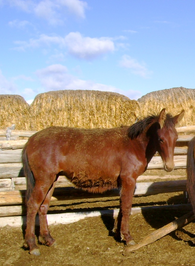 Mule Filly in Idaho