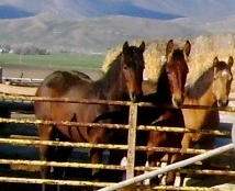 Halter Training Yearlings