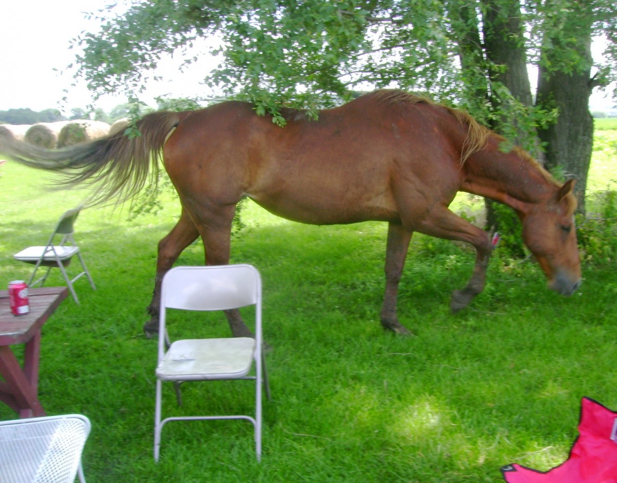My Horse Daisy Joining Our Summer Picnic