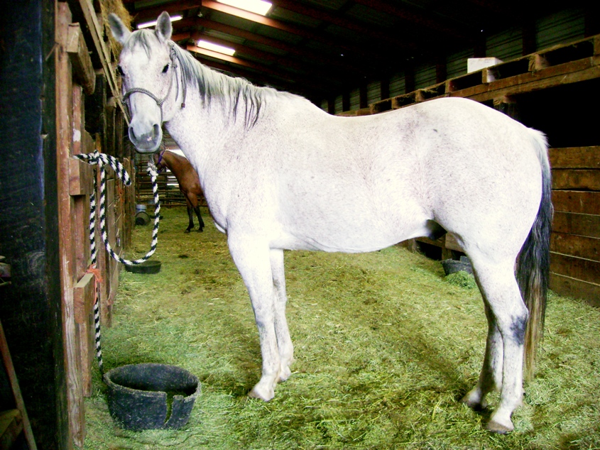 Saddling A Horse