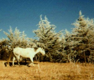 Blue Spider Bars, AQHA Gray Gelding