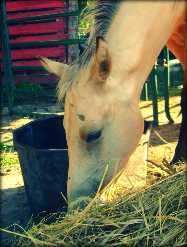 AQHA Buckskin Foal