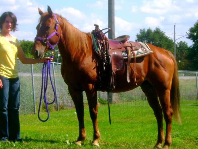 AQHA Sorrel Trail Mare