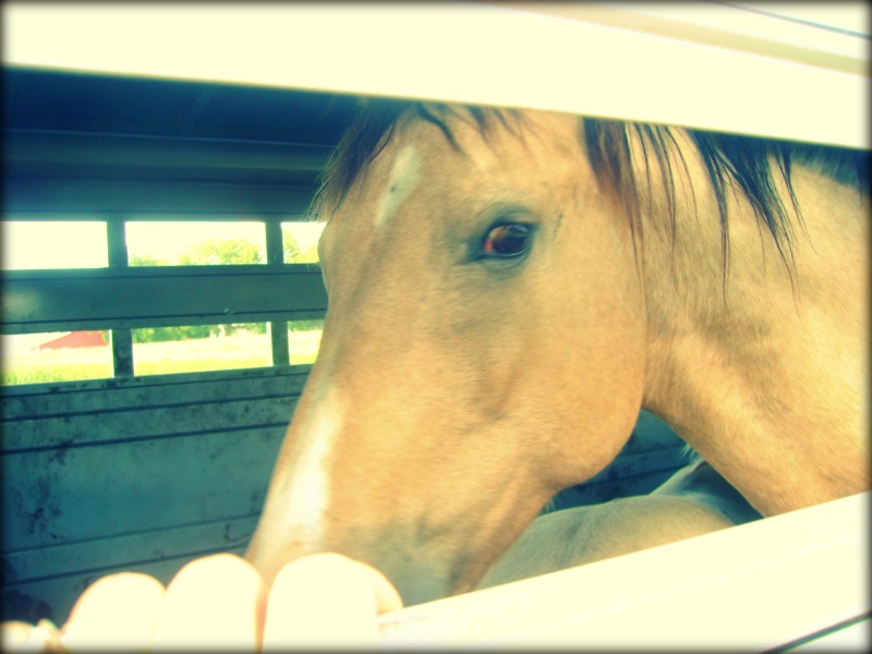 New Horse In Trailer