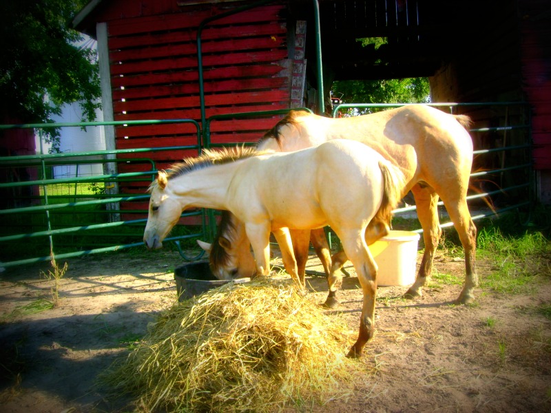 New Mare and Foal