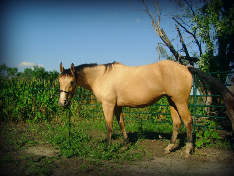 AQHA Buckskin Mare Command A Cowgirl