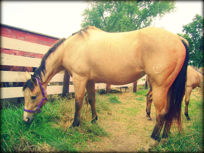 Horse Wearing a Purple Halter