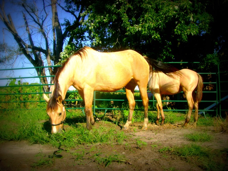 Buckskin Mare and Foal