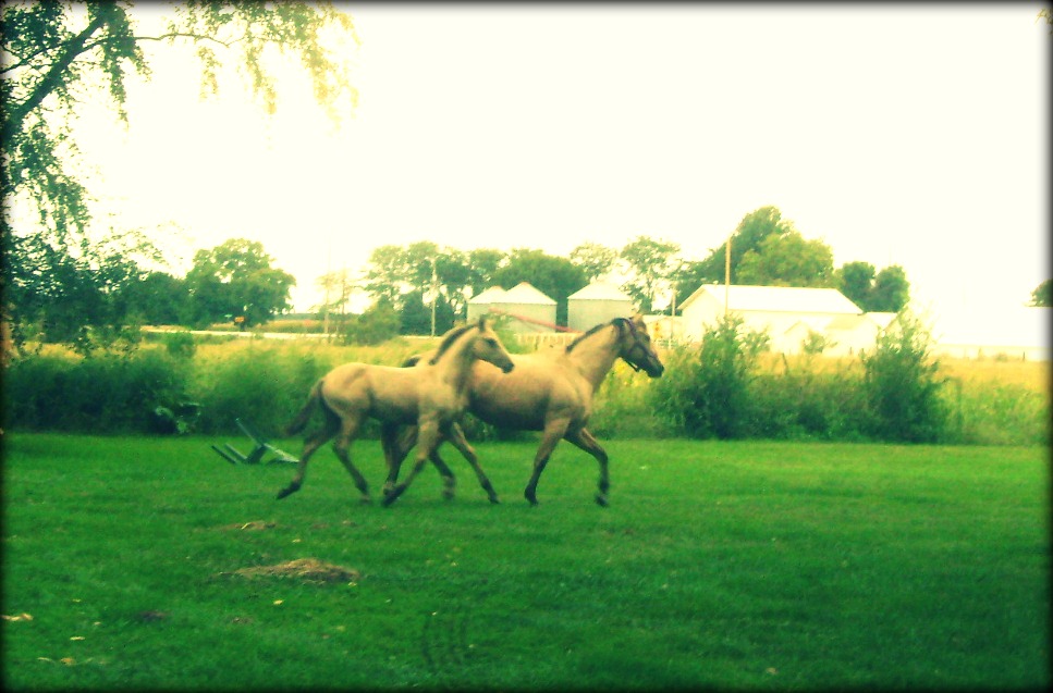 Buckskin AQHA Mare and Foal