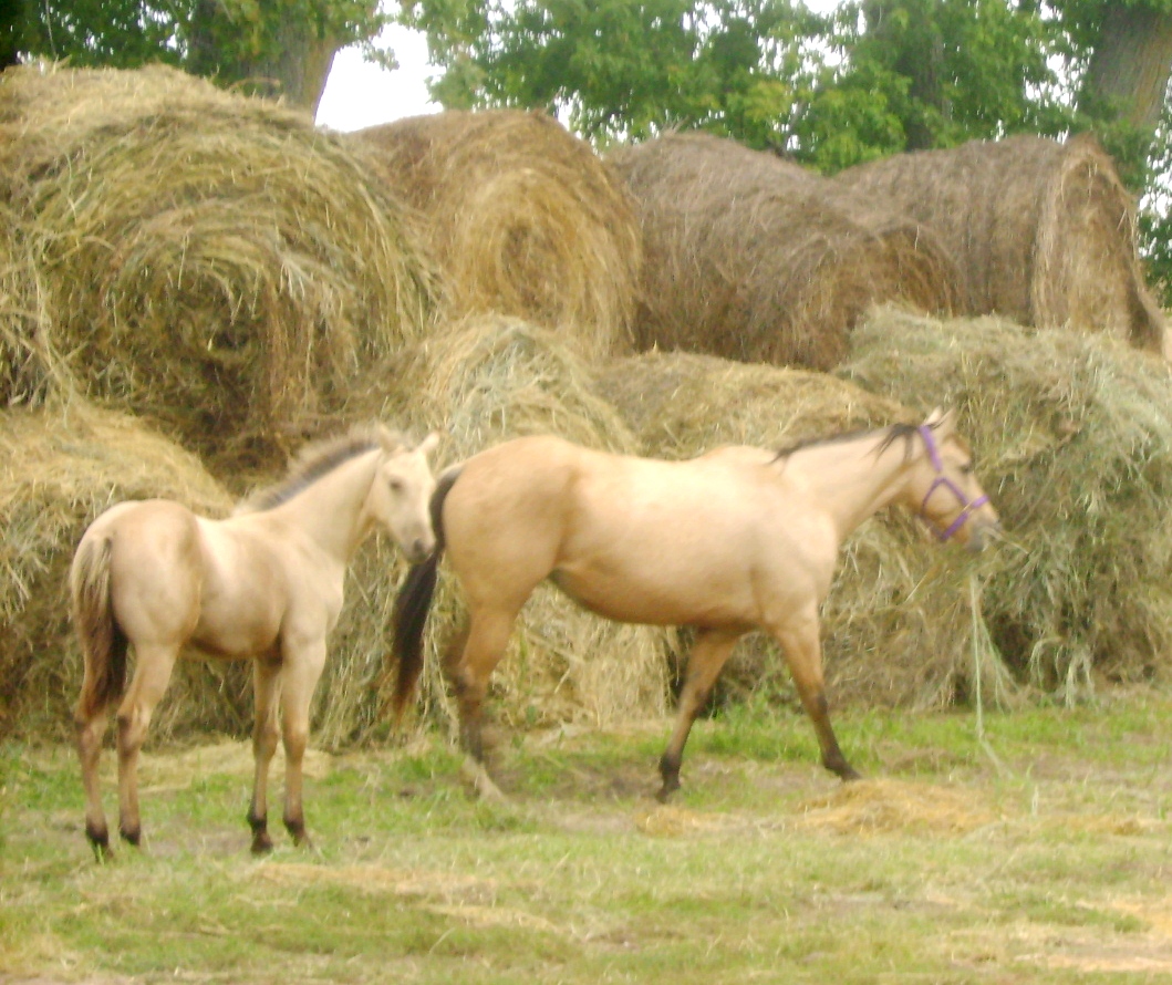 Help Us Name Our New Horses!