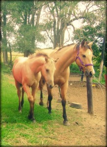 Buckskin Mare and Foal