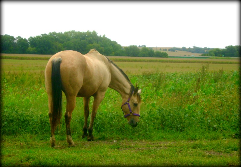 Command A Cowgirl, 2003 AQHA Buckskin Mare