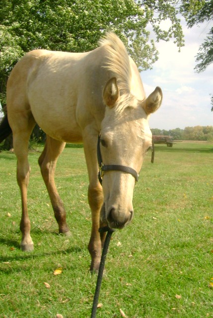 Halter Breaking A Horse