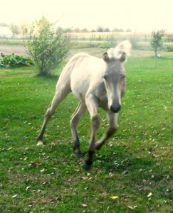 Running Foal