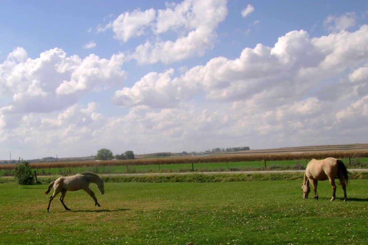 Buckskin Colt Bucking and Running