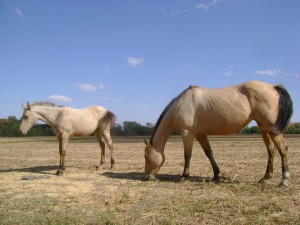 Horse Advice on Weaning A Foal