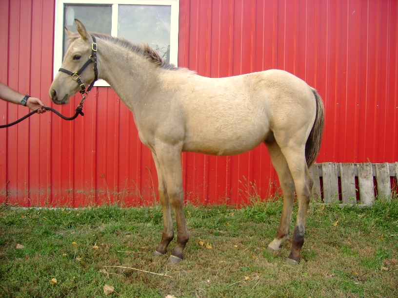 Training A Foal To Lead