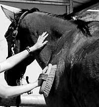 Brushing A Horse