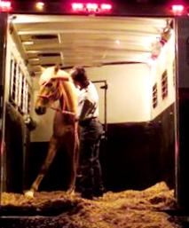 Loading A Horse in the Trailer