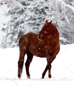 Sorrel Horse in the Snow