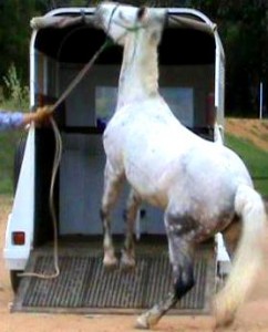 How To Load A Horse in A Horse Trailer
