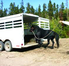 Training A Horse to Trailer Load