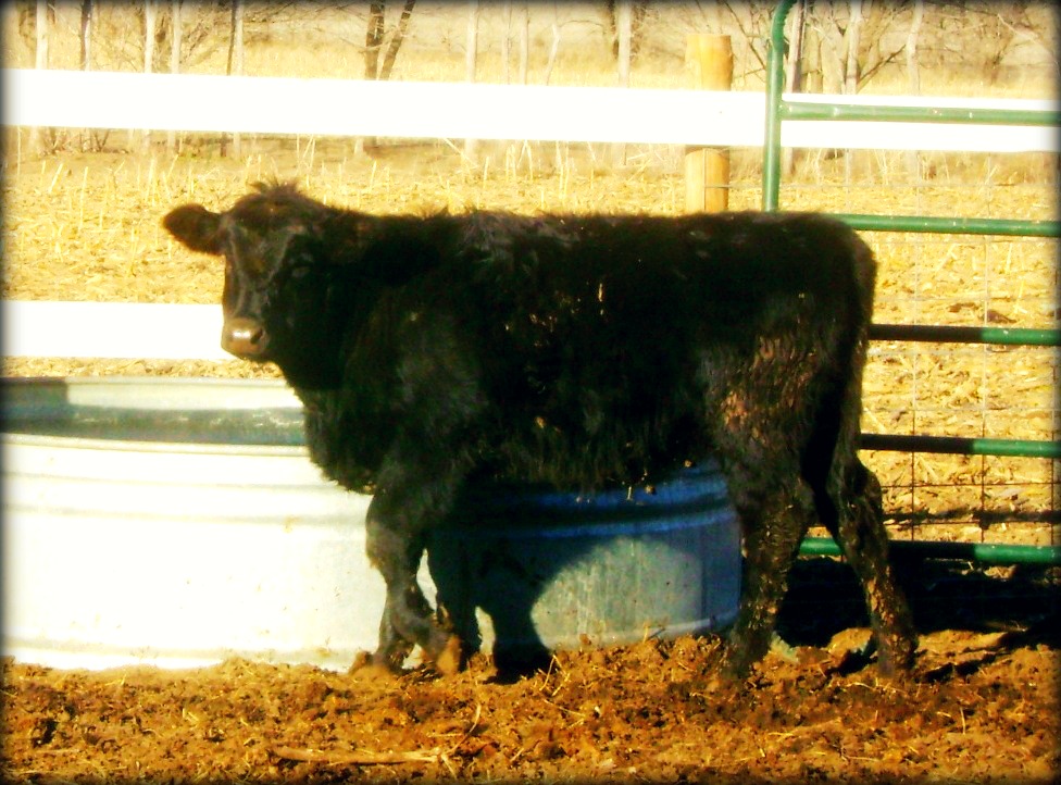 Feeder Calves