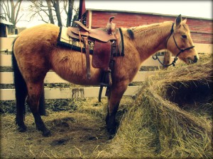 AQHA Buckskin Mare, Command A Cowgirl