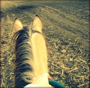 View From the Saddle on the Buckskin Mare