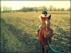 Horse Ride in the Cornfields