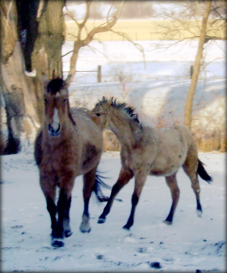 Mare and Foal Runing Through Snow