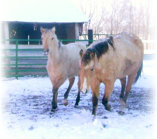 Mare and Foal in Snow