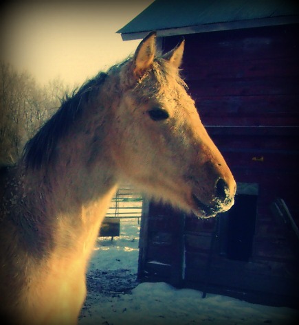 Rex - AQHA Buckskin Colt