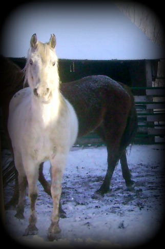 Milo, our Appaloosa Gelding