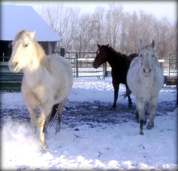 Horses Playing in the Snow