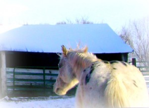 Snow Day For Horses