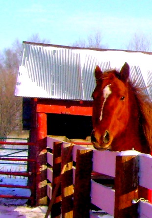 Daisy - Quarter Horse Mare