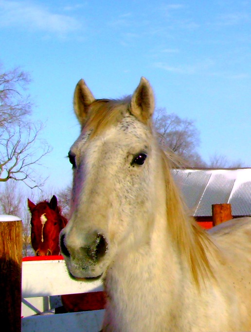 Cricket - Grade Quarter Type Mare