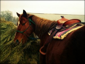 AQHA Sorrel Mare, Poco Blackburn Madie