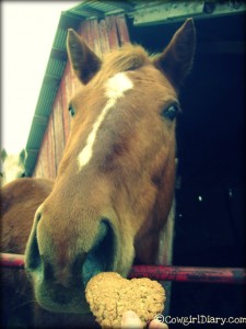 Offering A Horse Treat To My Mare Daisy