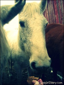 My Horse Cricket Eating A Homemade Horse Cookie