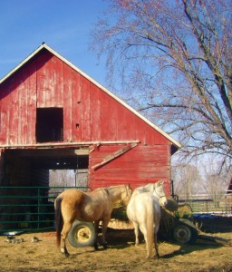 Saddling Up The Mares To Go Riding