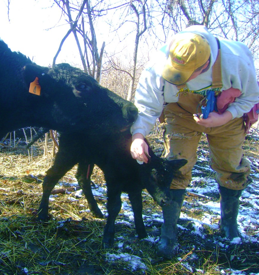 My Brother-In-Law Putting Tags on a New Calf