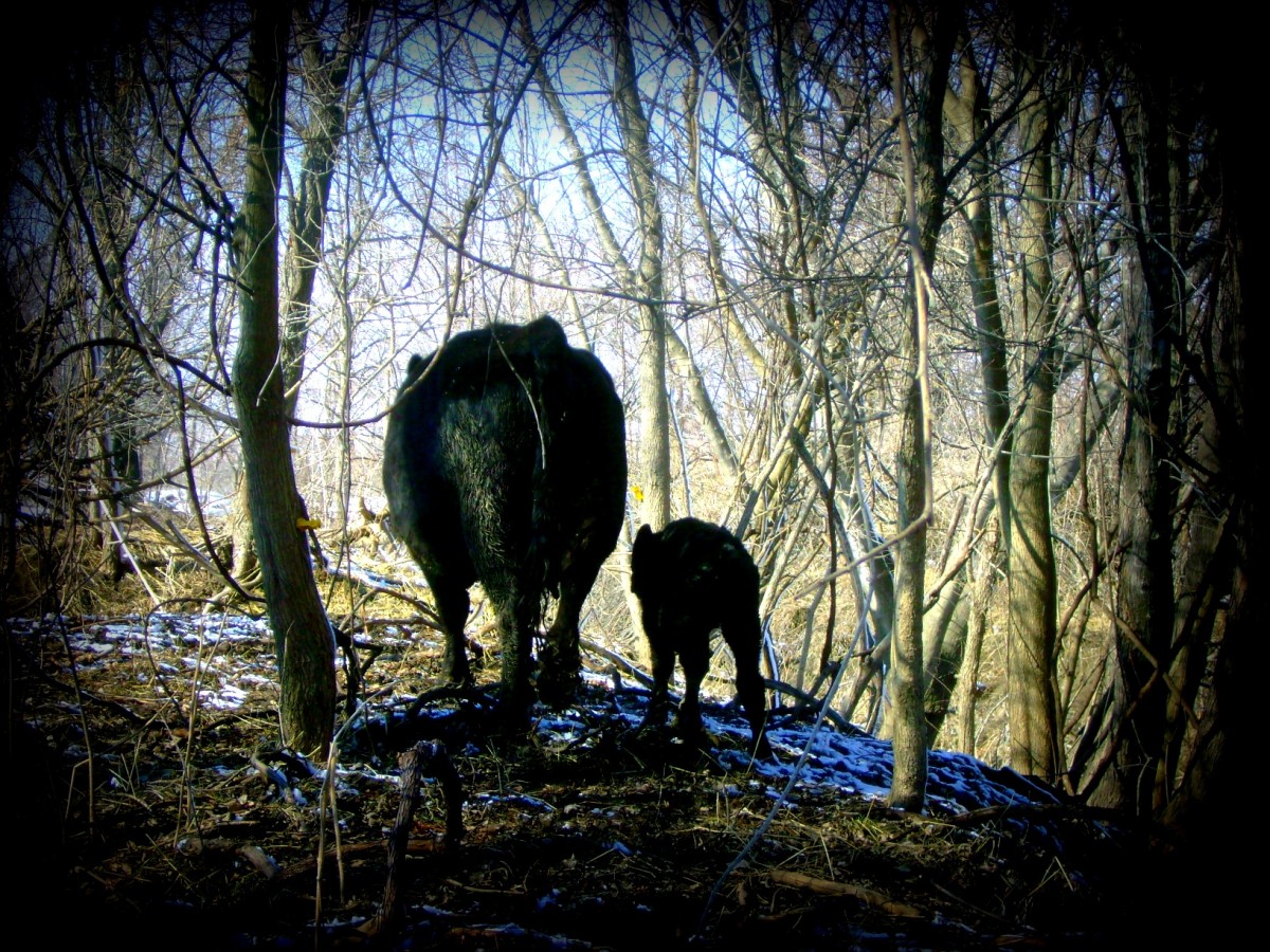 Black Angus Cow Leading Her Calf Away