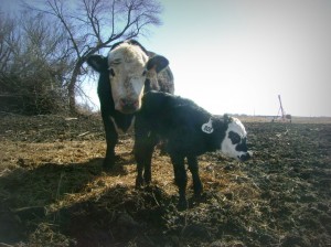 Peaches and Her Black Brockle-Faced Calf