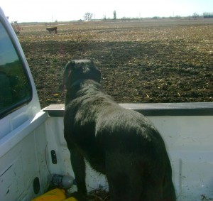 Our Dog Bullet Riding In The Pickup